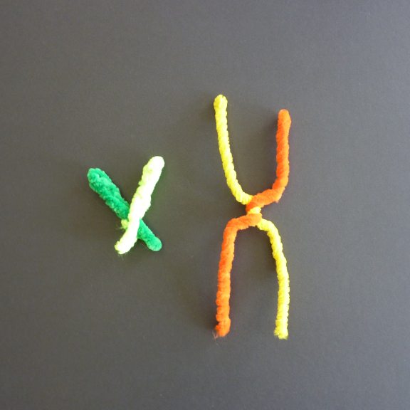 X und Y-Chromosom